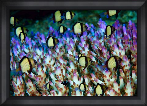 Framed Humbug fish, Marine Life Print