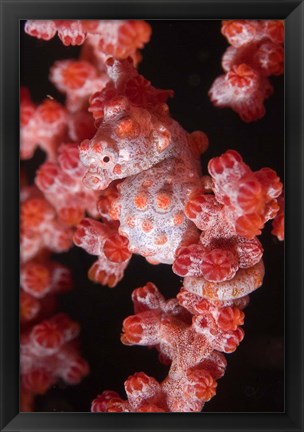 Framed Indonesia, Pygmy seahorse, seafans, Marine Life Print