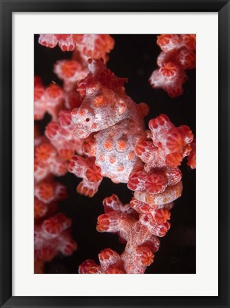 Framed Indonesia, Pygmy seahorse, seafans, Marine Life Print