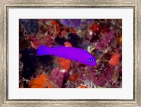 Framed Magenta dottyback fish Print