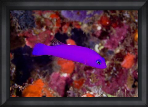 Framed Magenta dottyback fish Print