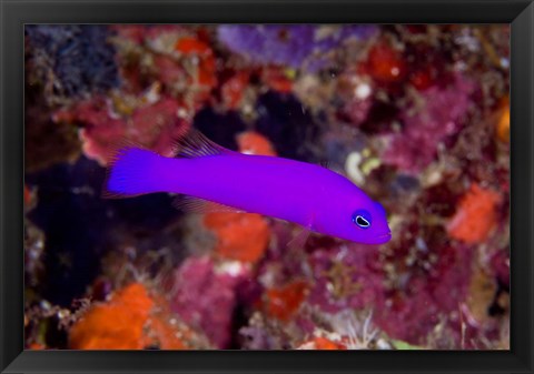 Framed Magenta dottyback fish Print