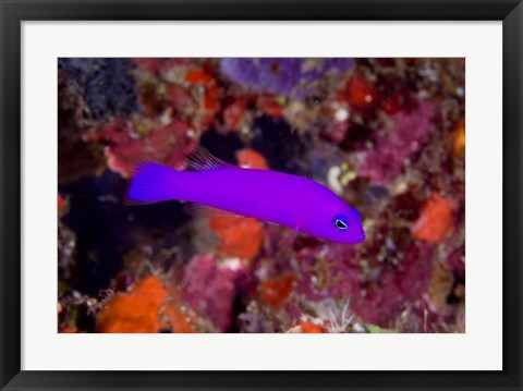 Framed Magenta dottyback fish Print