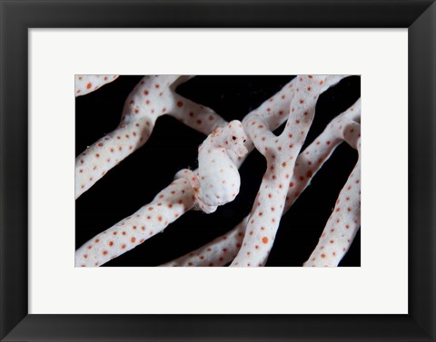 Framed Pygmy seahorse Print