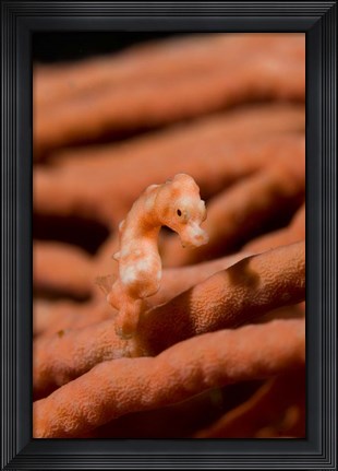 Framed Pygmy seahorse marine life Print