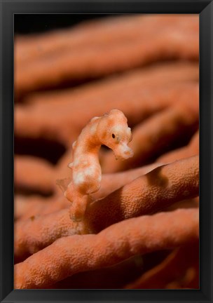 Framed Pygmy seahorse marine life Print