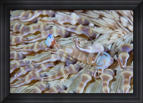 Framed Shrimp, Anemone, marine life Print