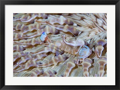 Framed Shrimp, Anemone, marine life Print