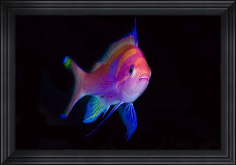 Framed Bay Close-up of colorful anthia Print