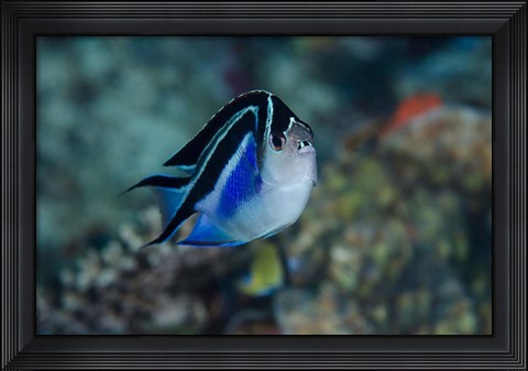 Framed Bay Frontal view of angel fish Print