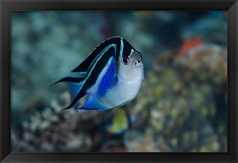 Framed Bay Frontal view of angel fish Print