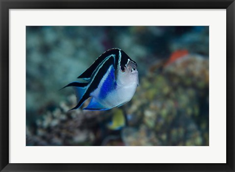 Framed Bay Frontal view of angel fish Print