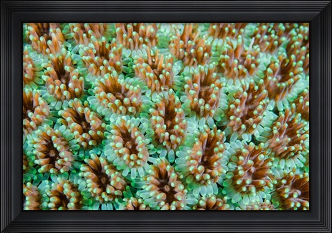 Framed Close-up of anemones Print