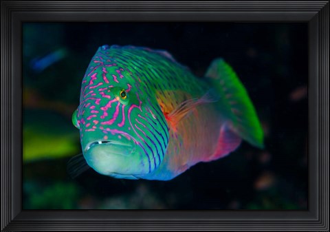 Framed Close-up of colorful wrasse fish Print