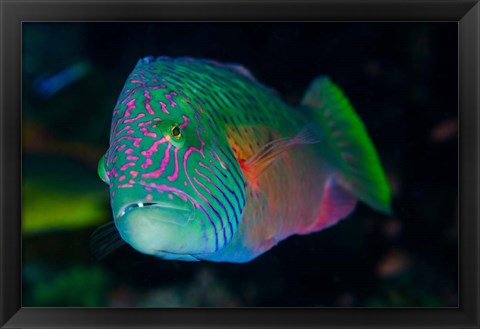 Framed Close-up of colorful wrasse fish Print