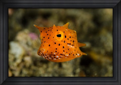 Framed Close-up of juvenile cowfish Print