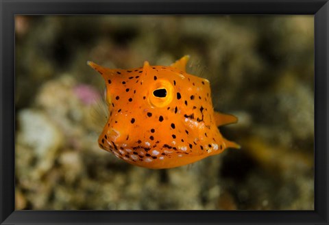 Framed Close-up of juvenile cowfish Print