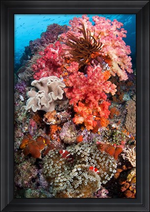 Framed Coral, Raja Ampat, Papua, Indonesia Print