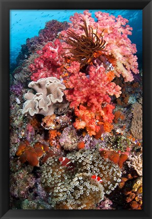 Framed Coral, Raja Ampat, Papua, Indonesia Print