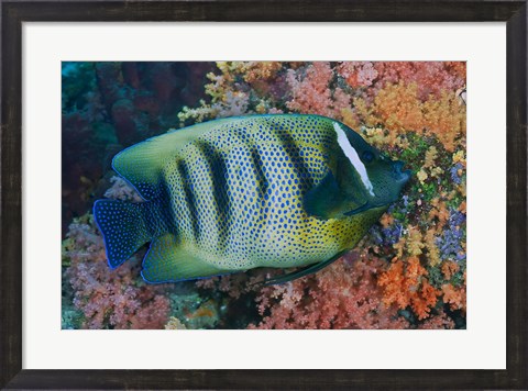 Framed Fish and coral, Raja Ampat, Papua, Indonesia Print