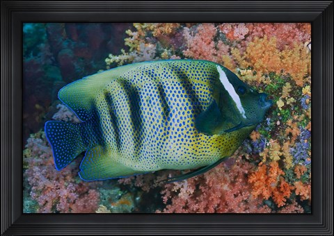 Framed Fish and coral, Raja Ampat, Papua, Indonesia Print