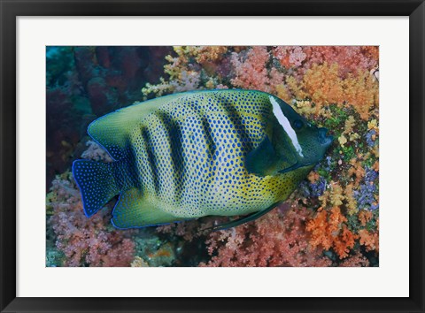 Framed Fish and coral, Raja Ampat, Papua, Indonesia Print