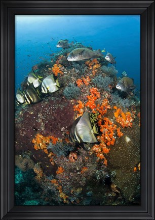 Framed Fish swim around coral, Tatawa Besar, Komodo NP, Indonesia Print