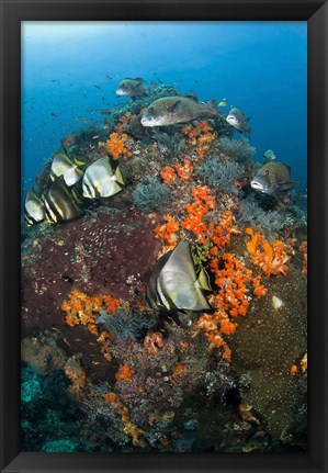 Framed Fish swim around coral, Tatawa Besar, Komodo NP, Indonesia Print