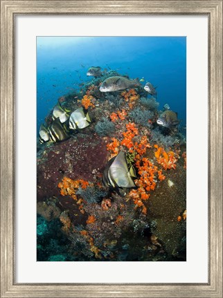 Framed Fish swim around coral, Tatawa Besar, Komodo NP, Indonesia Print