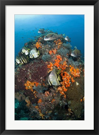 Framed Fish swim around coral, Tatawa Besar, Komodo NP, Indonesia Print