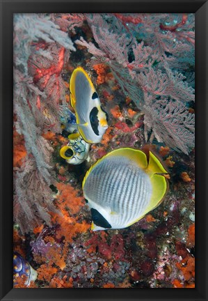 Framed Fish swimming near coral, Raja Ampat, Papua, Indonesia Print