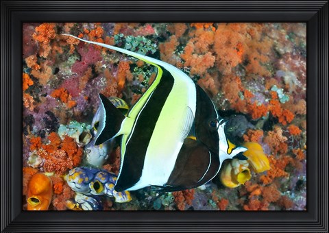 Framed Fish, Raja Ampat, Papua, Indonesia Print
