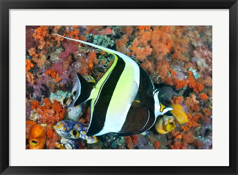 Framed Fish, Raja Ampat, Papua, Indonesia Print