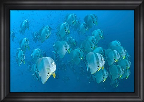 Framed Schooling batfish, Raja Ampat, Papua, Indonesia Print