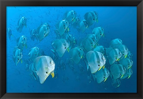 Framed Schooling batfish, Raja Ampat, Papua, Indonesia Print