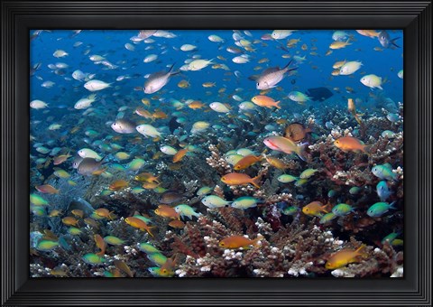 Framed Sea of fish and coral, Raja Ampat, Papua, Indonesia Print