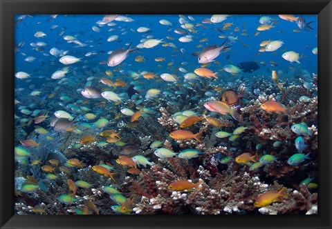 Framed Sea of fish and coral, Raja Ampat, Papua, Indonesia Print