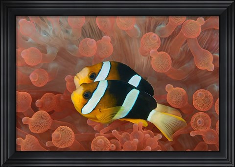Framed Two anemonefish in protective anemone, Raja Ampat, Papua, Indonesia Print