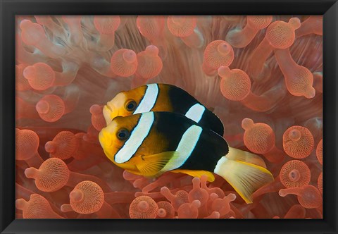 Framed Two anemonefish in protective anemone, Raja Ampat, Papua, Indonesia Print