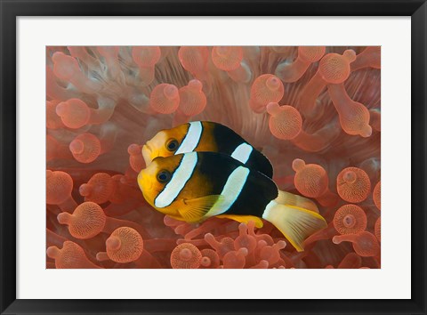 Framed Two anemonefish in protective anemone, Raja Ampat, Papua, Indonesia Print