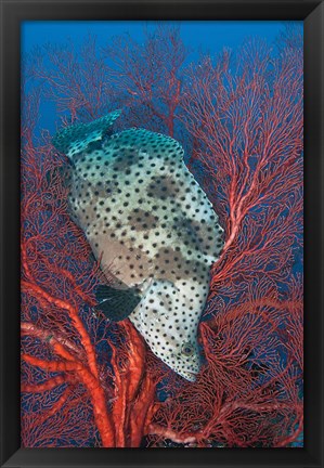 Framed Underwater scene of fish and coral, Raja Ampat, Papua, Indonesia Print