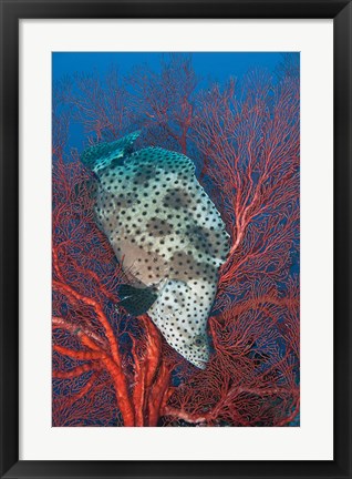 Framed Underwater scene of fish and coral, Raja Ampat, Papua, Indonesia Print