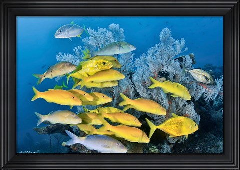 Framed Yellow fish and coral, Raja Ampat, Papua, Indonesia Print