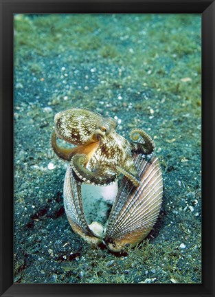 Framed Octopus marine life Print