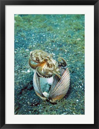 Framed Octopus marine life Print