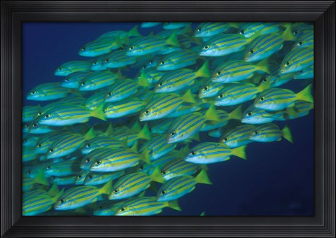 Framed Close-up of schooling lined snappers, Komodo National Park, Indonesia Print