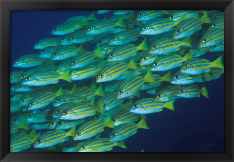 Framed Close-up of schooling lined snappers, Komodo National Park, Indonesia Print