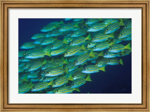 Framed Close-up of schooling lined snappers, Komodo National Park, Indonesia Print
