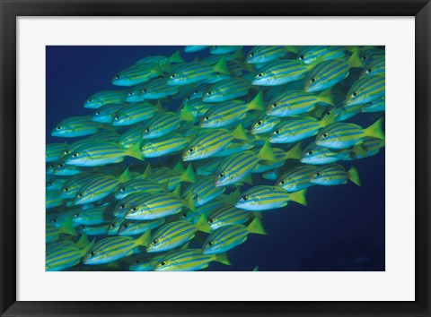 Framed Close-up of schooling lined snappers, Komodo National Park, Indonesia Print