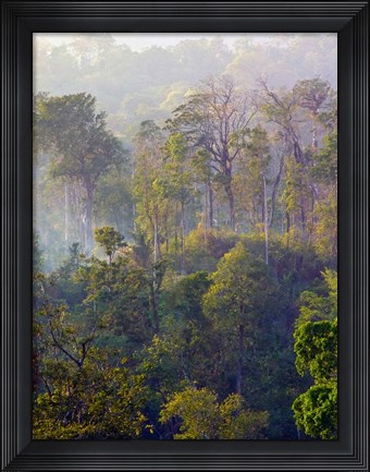 Framed Sulawesi Tangkoko Rainforest, Sulawesi Print